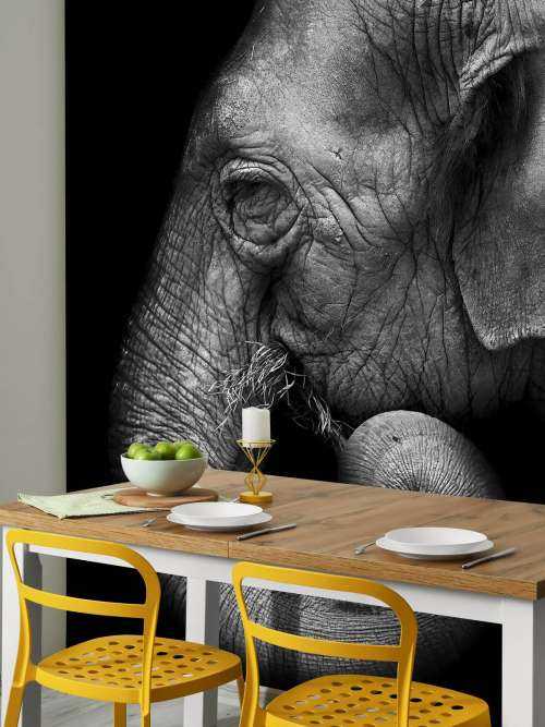 Olifant portret