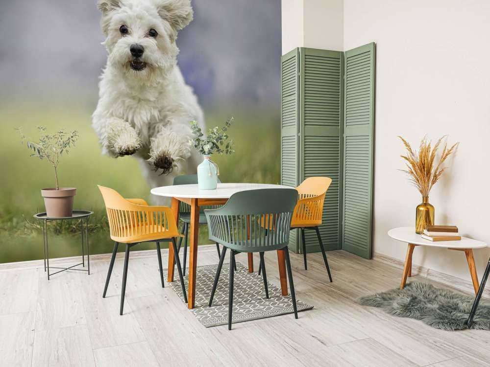 Rennende hond
