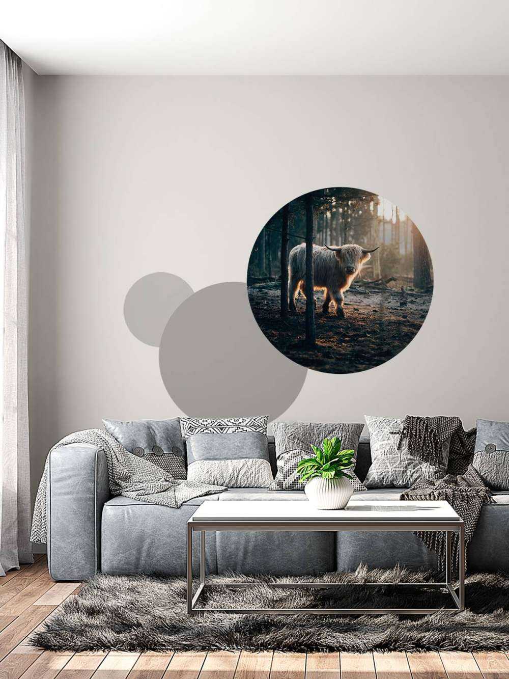 Witte Schotse hooglander