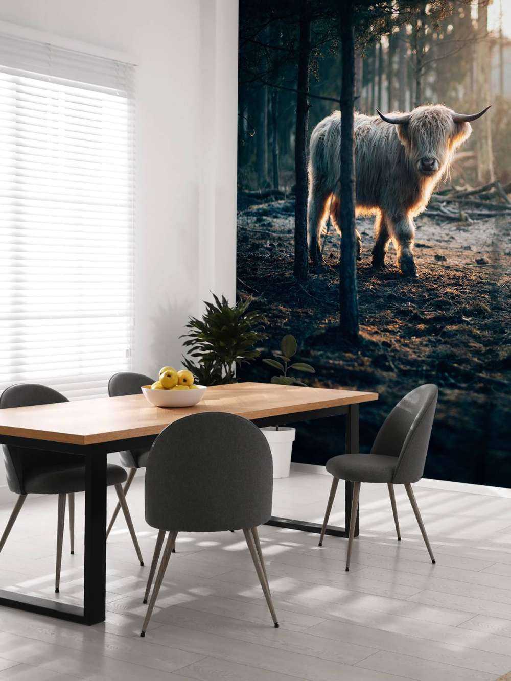 Witte Schotse hooglander