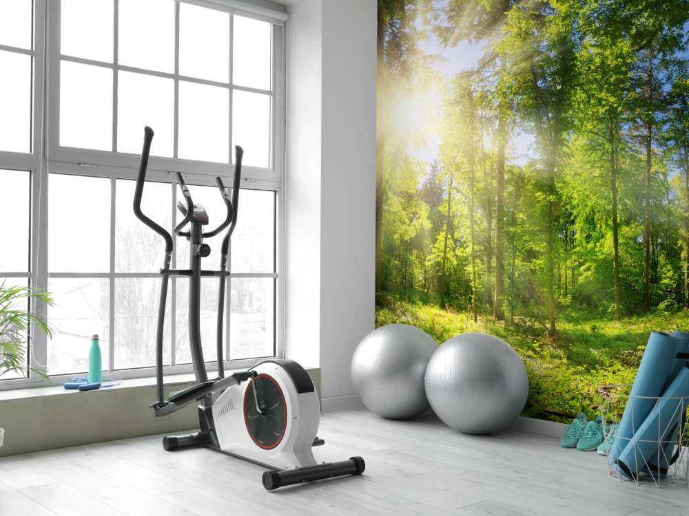 Bos met zonnestralen