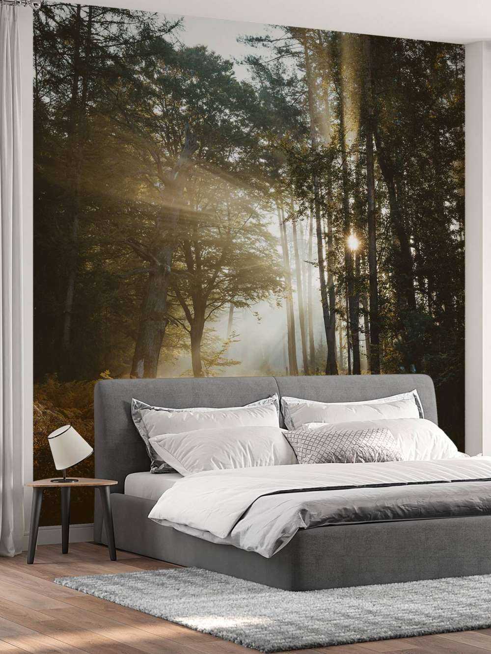 Stralend Ochtendlicht door het Bos