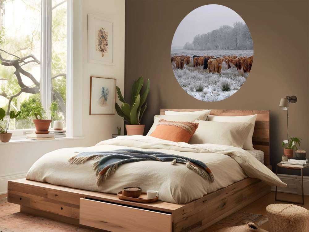 Schotse Hooglanders in een winterlandschap