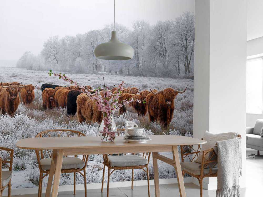 Schotse Hooglanders in een winterlandschap