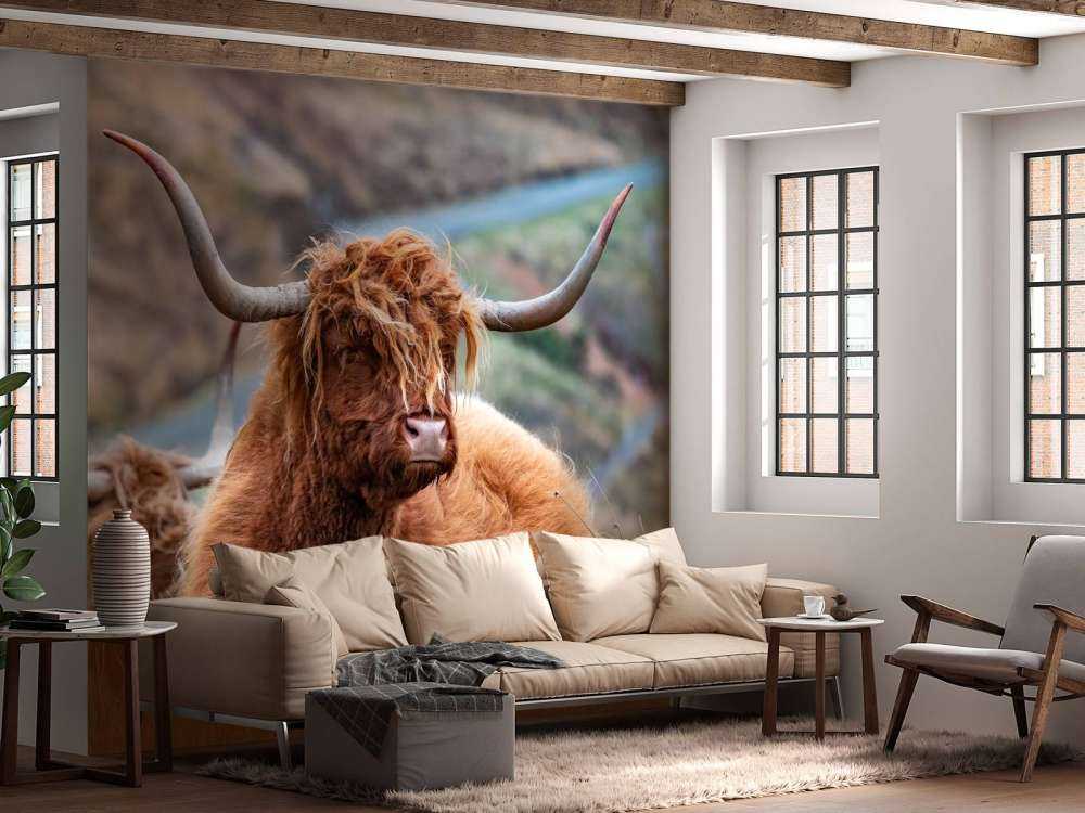 Schotse Hooglanders in het gras