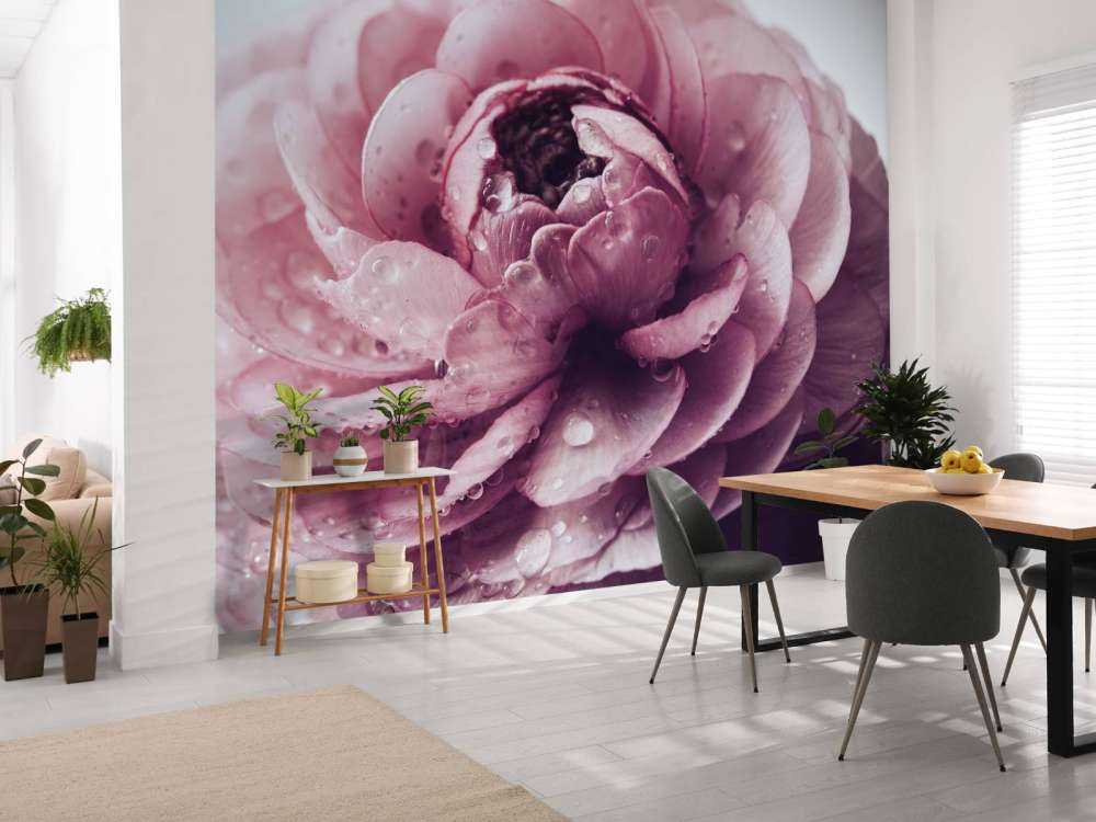 Roze boterbloem close-up