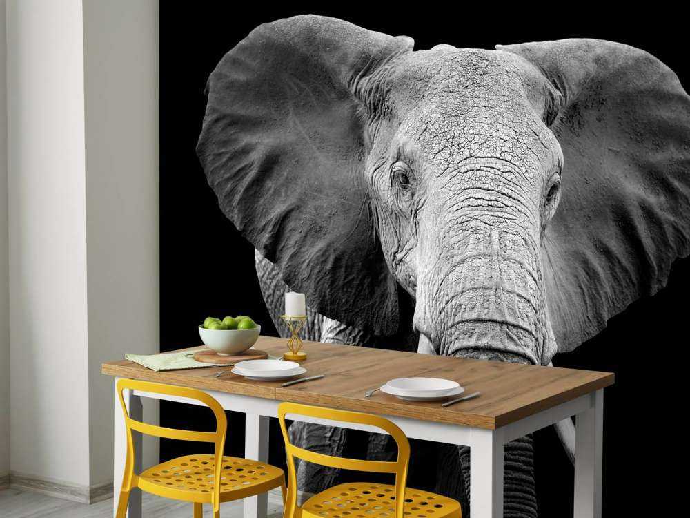 Olifant met een zwarte achtergrond