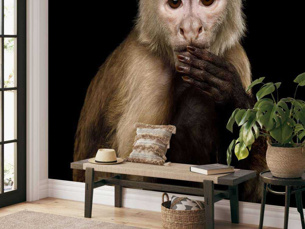 Kapucijnaap met een zwarte achtergrond