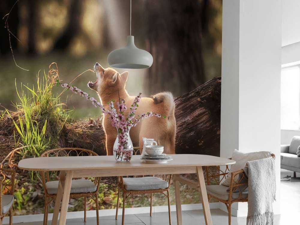 Shiba Inu in het bos