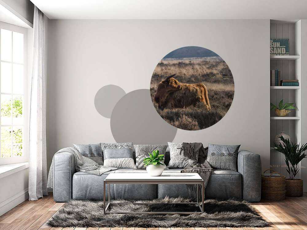 Schotse hooglander in het wild