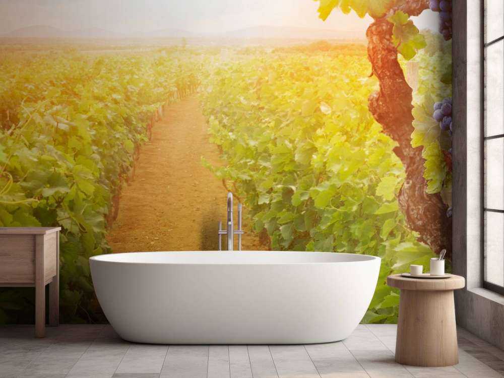 Wijngaard met druiven op de voorgrond