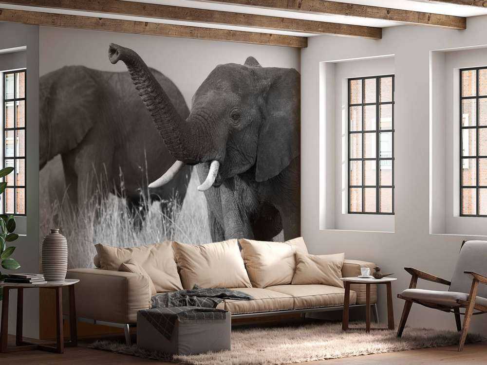 Olifanten in zwart-wit