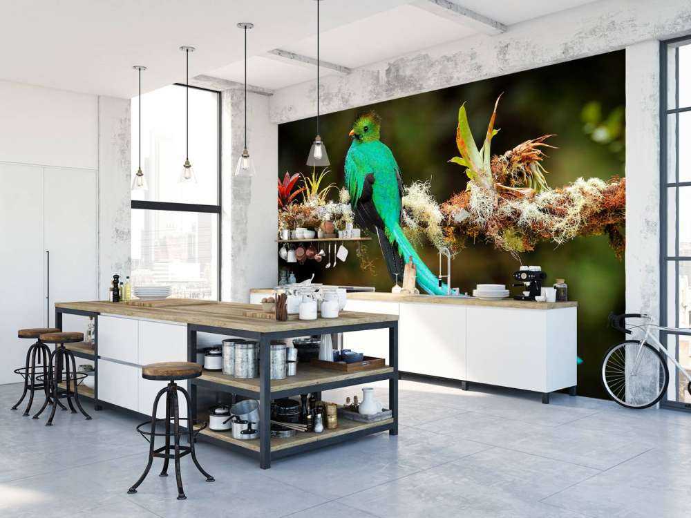 Blauwe Quetzal in Sri Lanka