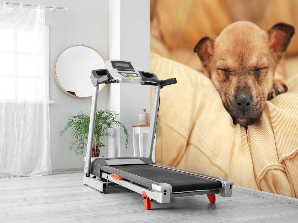 Kleine puppy slaapt op een kussen