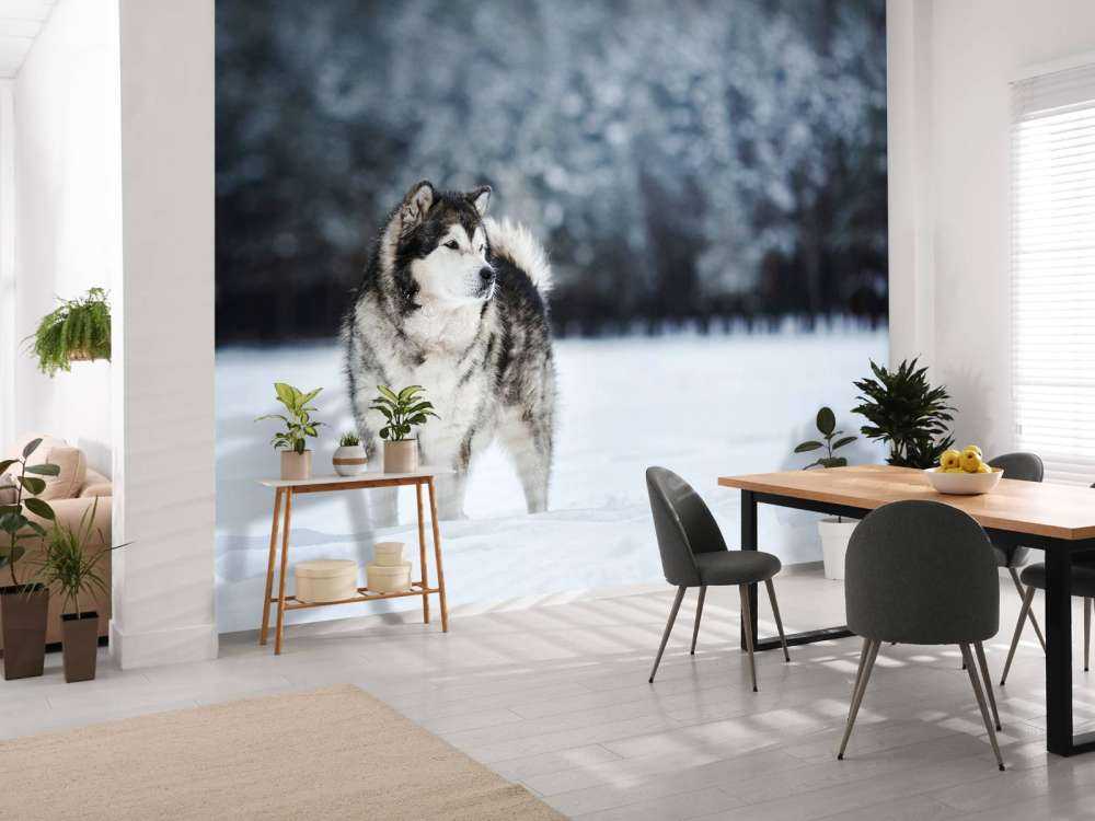 Alaska-malamute in de sneeuw