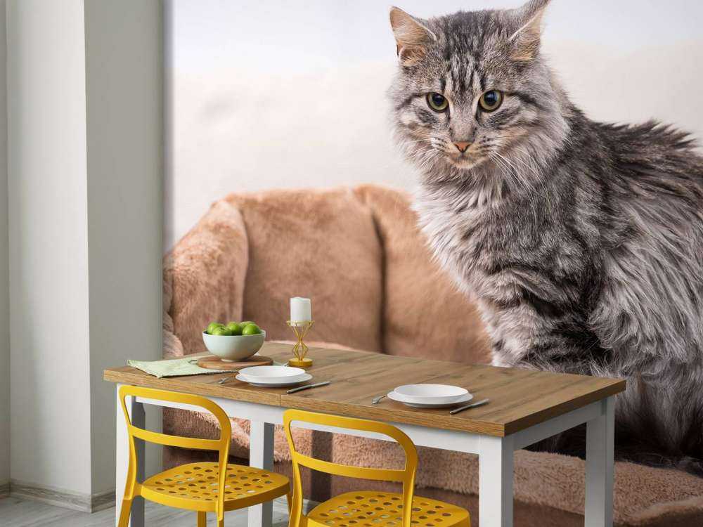 Grijze kat zit in een mand