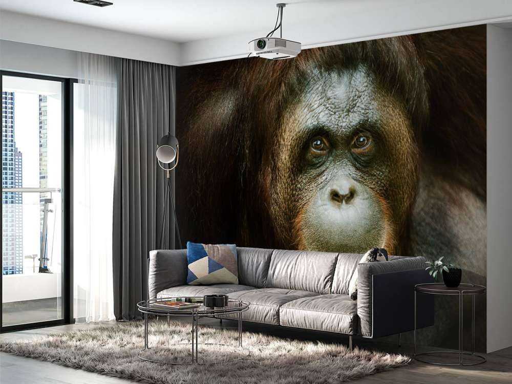 Orang-oetan met een zwarte achtergrond