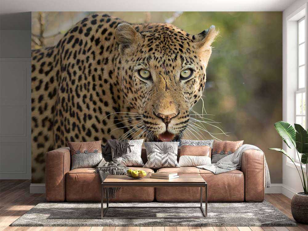 Portret Luipaard in Zuid-Afrika