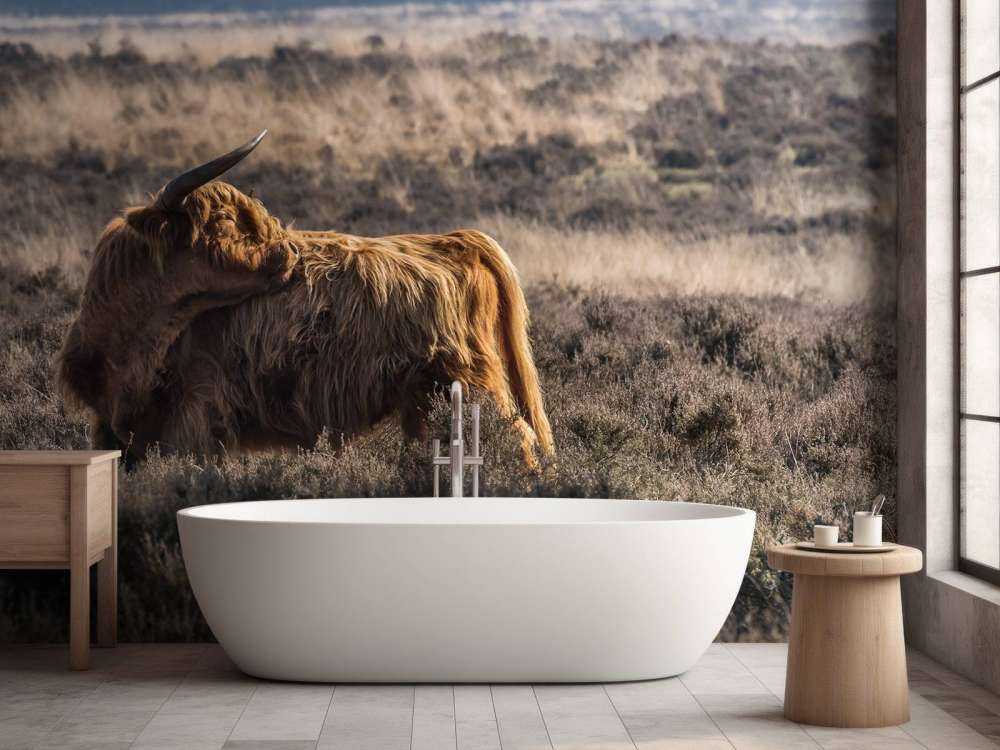 Schotse hooglander in het wild