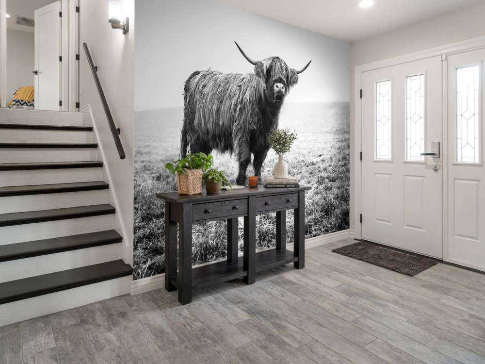 Schotse hooglander in het gras