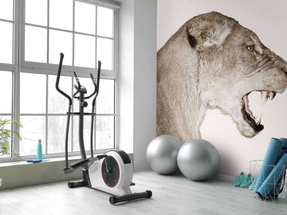 Lioness side view offwhite