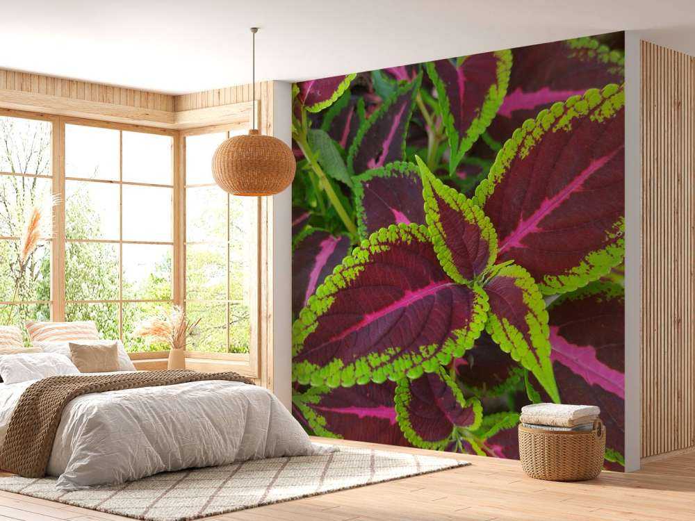 Close-up gekleurde plant