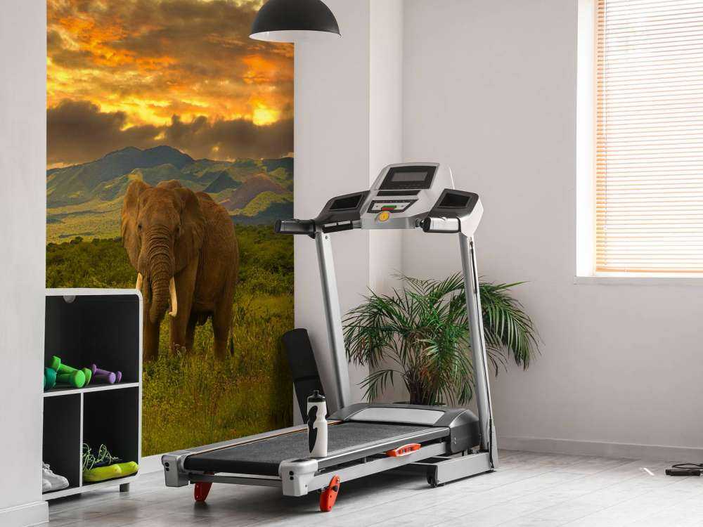 Olifant in Kenia bij zonsondergang