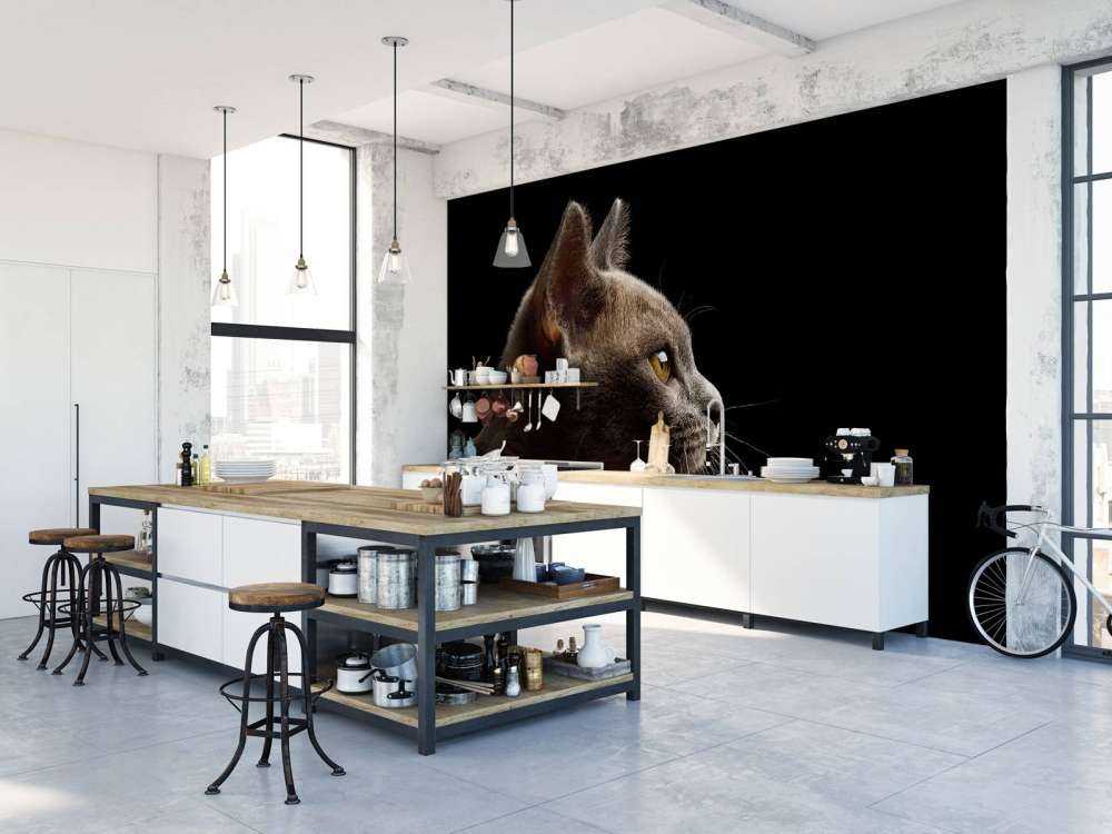 Schattig katje met een zwarte achtergrond