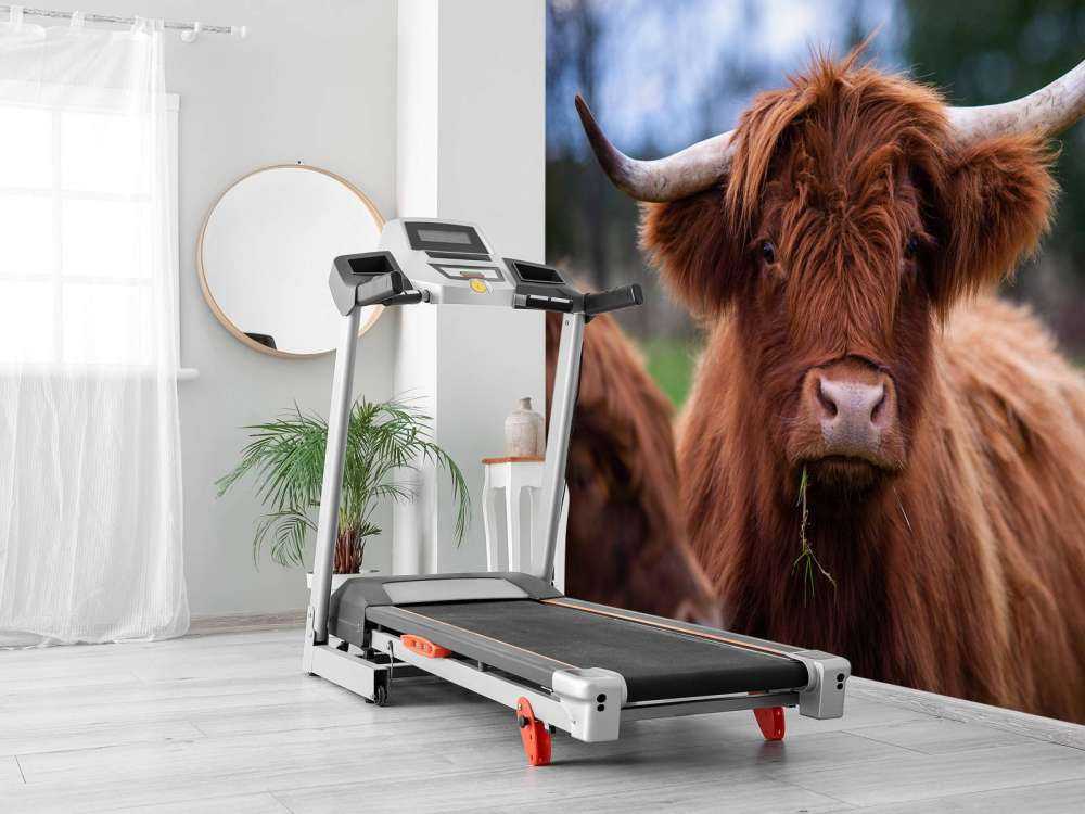 Bruine Hooglander van dichtbij