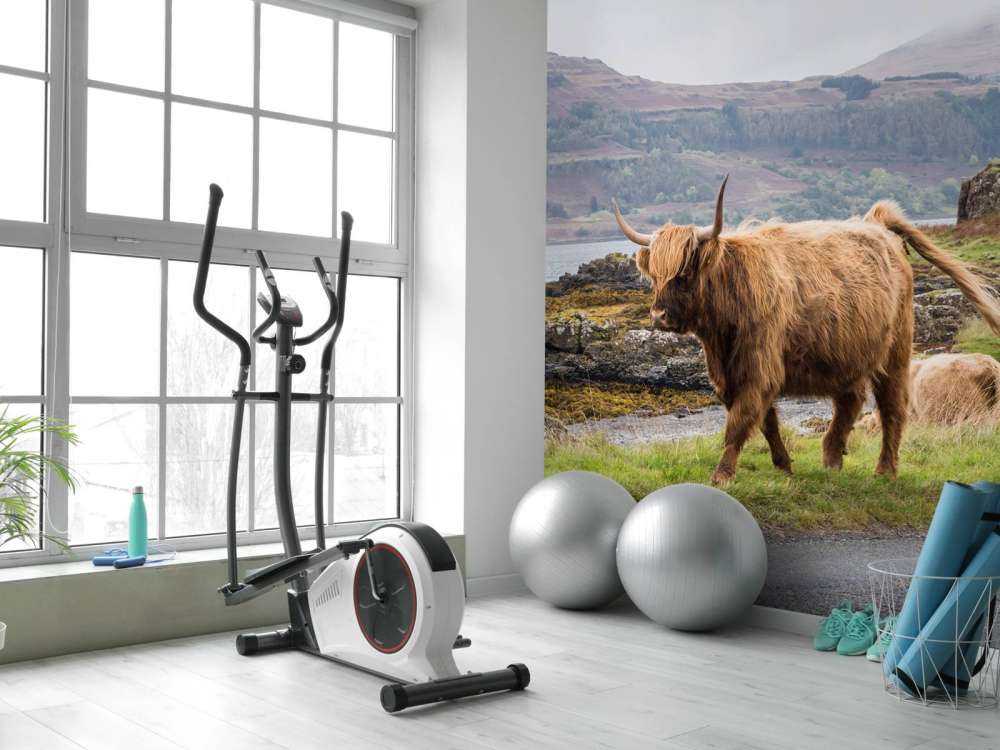 Schotse Hooglander op Mull