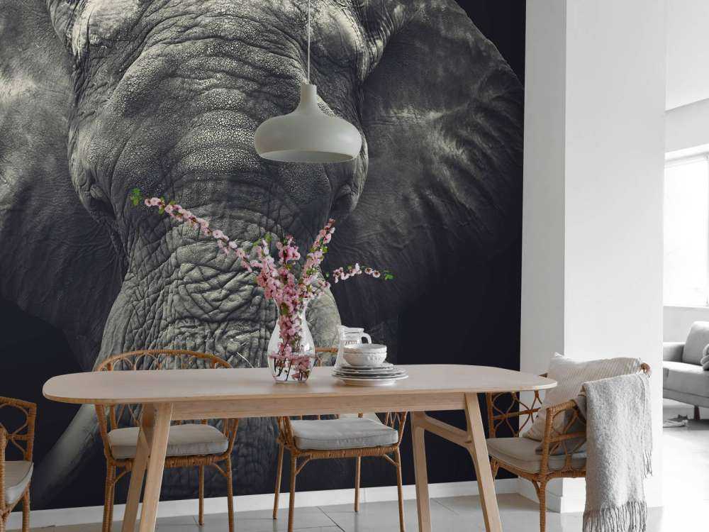 Close-up van een olifant