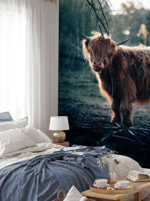 Schotse hooglander aan de bosrand