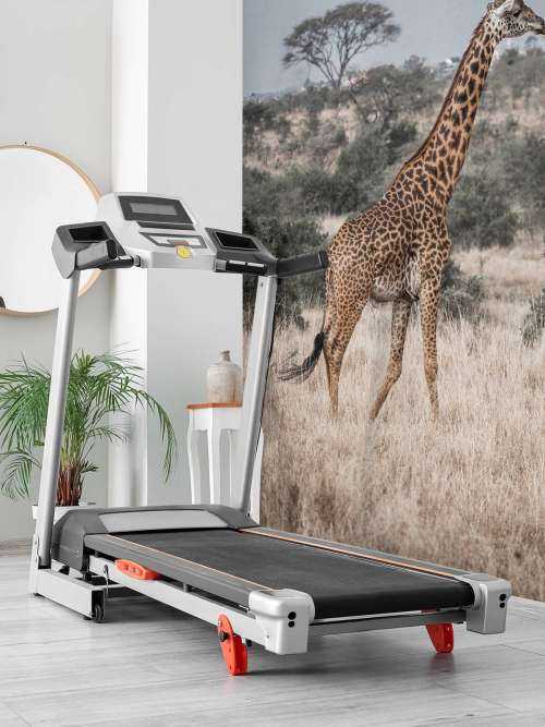 Giraffe portret
