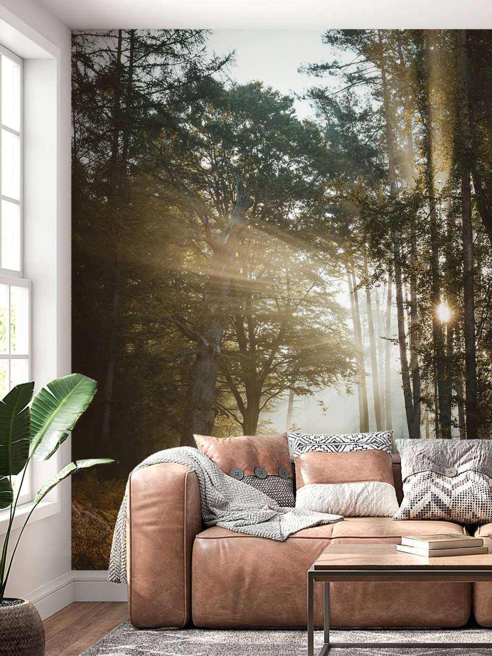 Stralend Ochtendlicht door het Bos