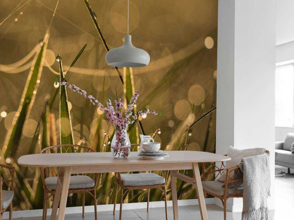 Glanzend Ochtendgras