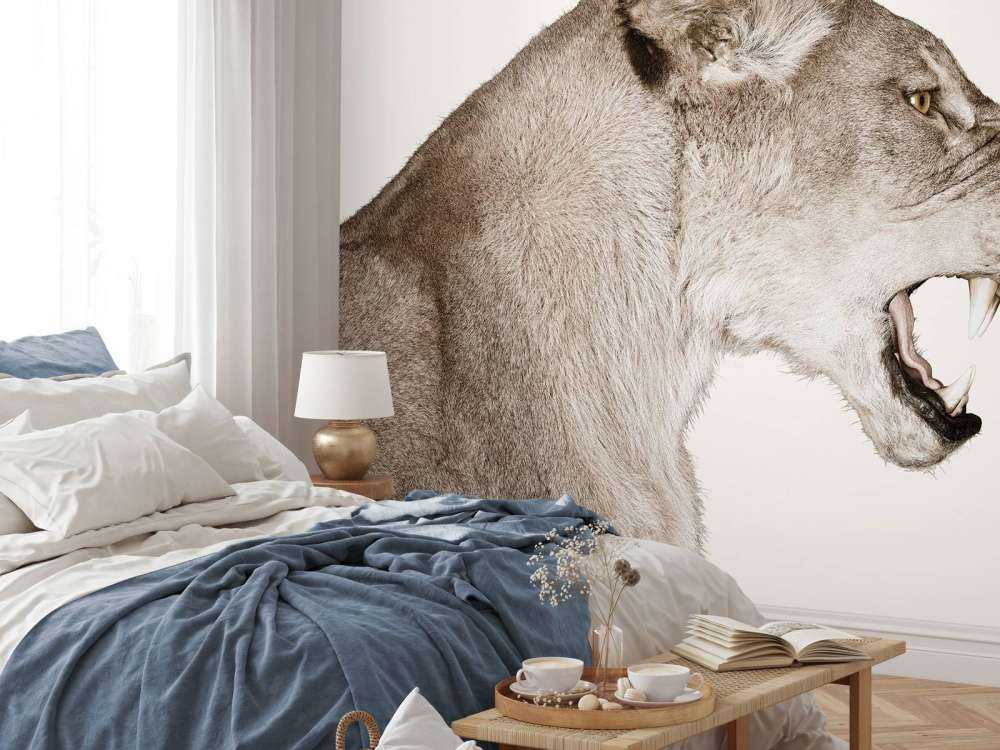 Lioness side view offwhite