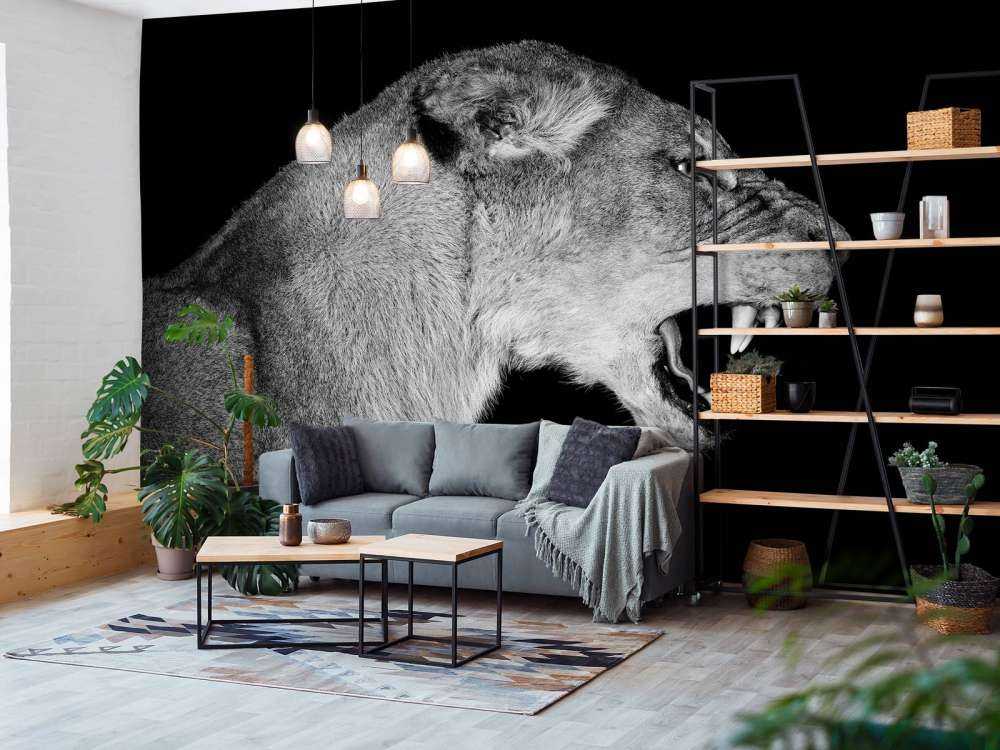 Lioness side view black