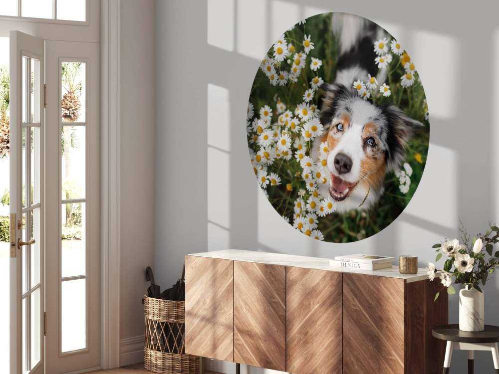 Australische herder tussen de bloemen