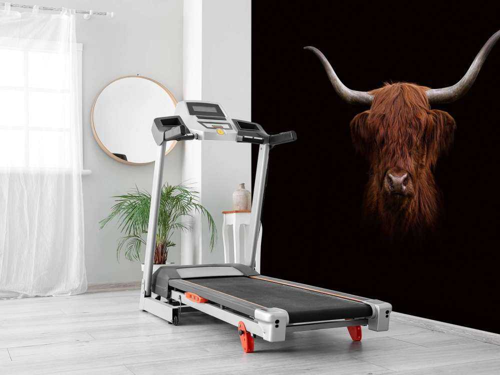 Schotse hooglander op donkere achtergrond