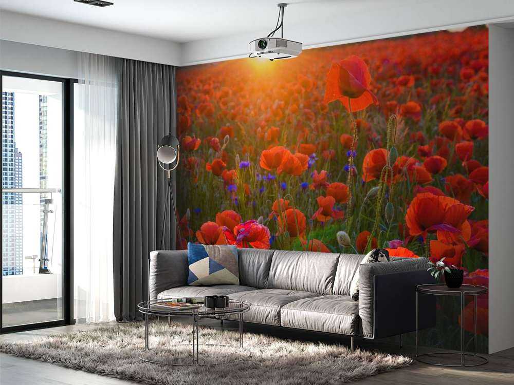 Klaprozen met opkomende zon