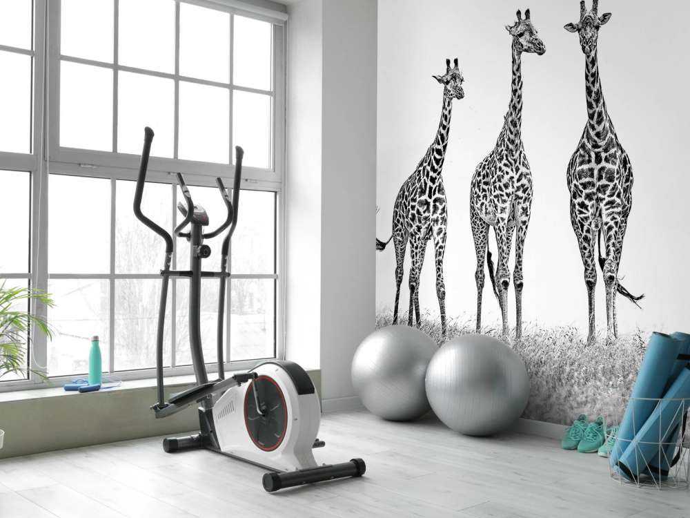 Giraffes in the Mara plains