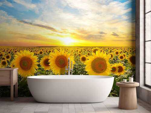Zonnebloemen bij zonsopkomst