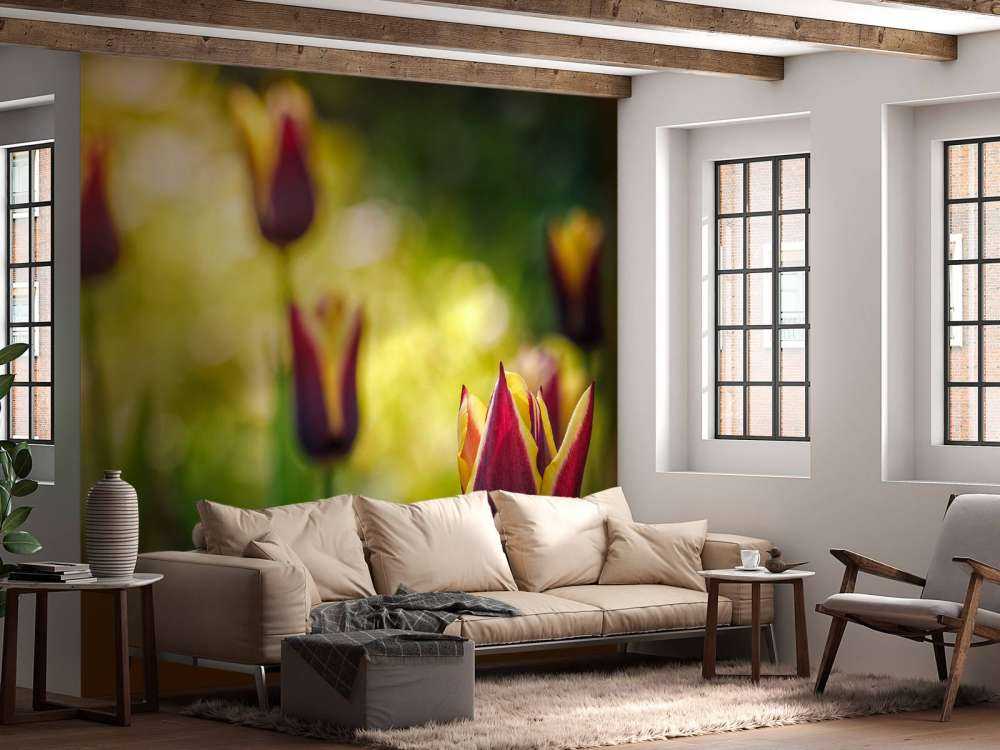 Rood-gele tulpen close-up