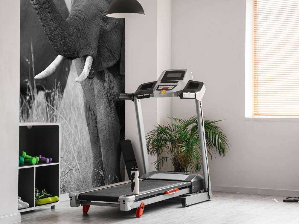 Olifanten in zwart-wit