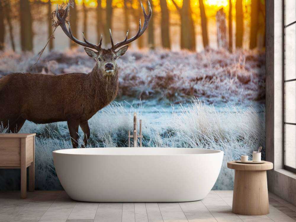 Rendier bij zonsopkomst