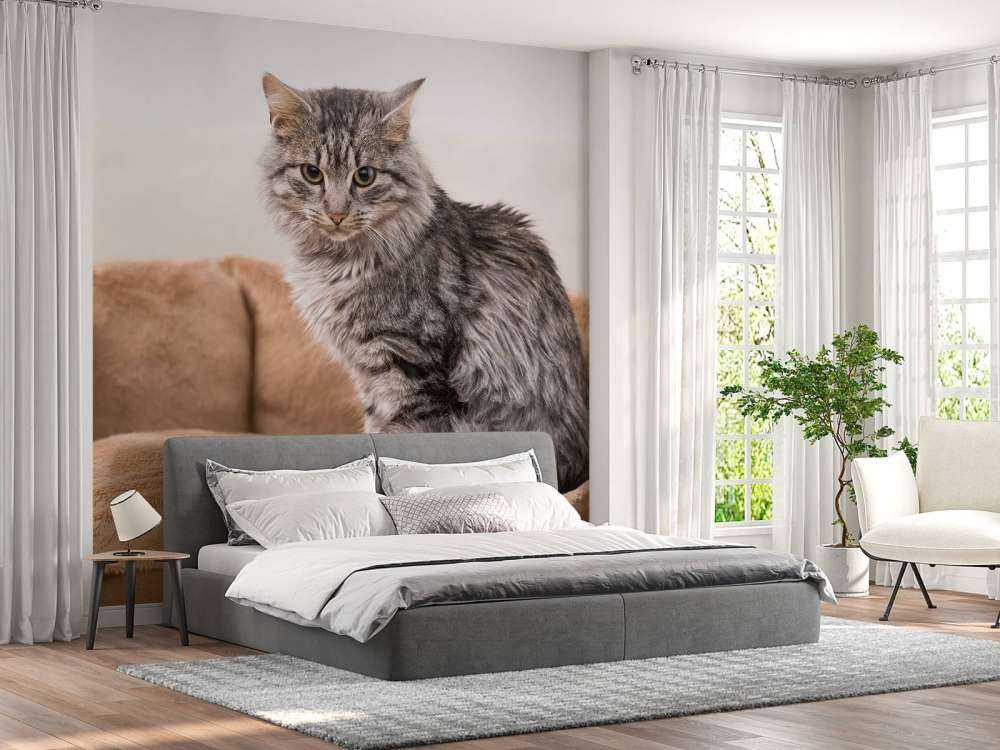 Grijze kat zit in een mand