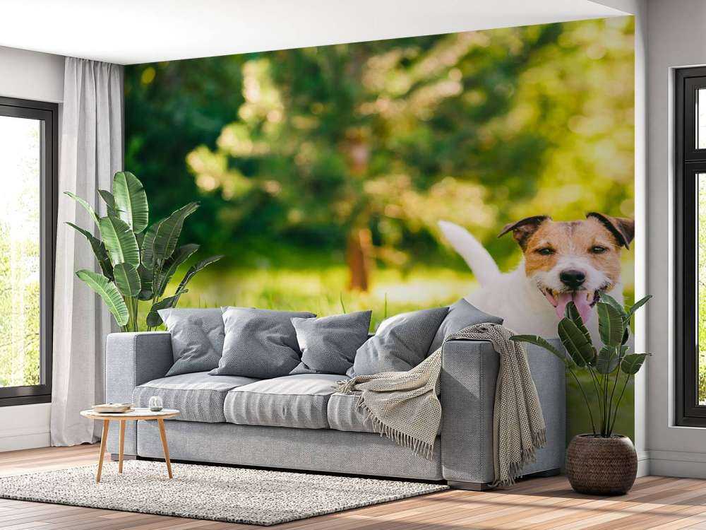 Een vrolijke Jack Russell