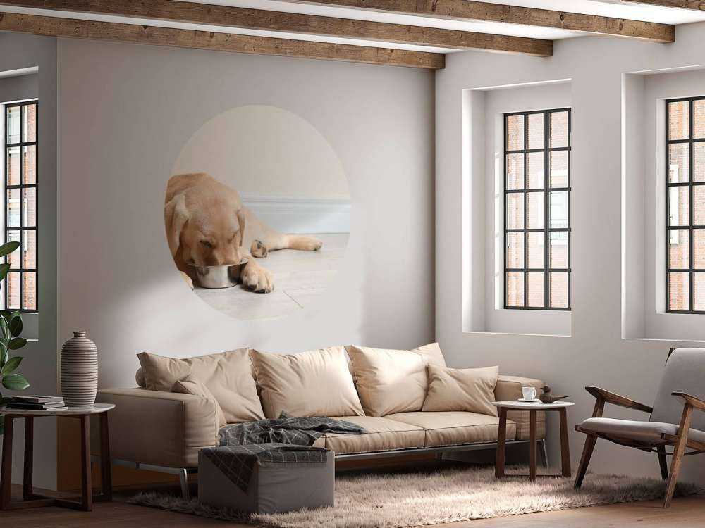 Schattige labrador is aan het eten