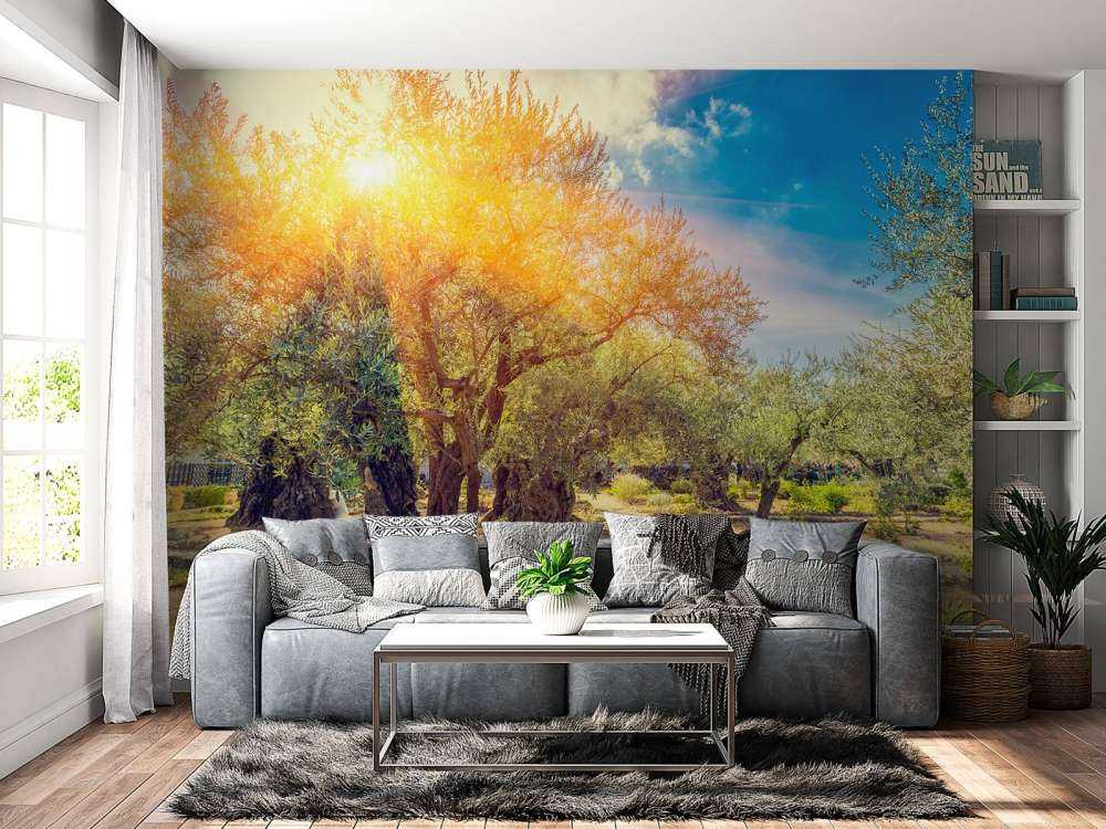 De Gethsemane olijven boomgaard bij zonsopkomst