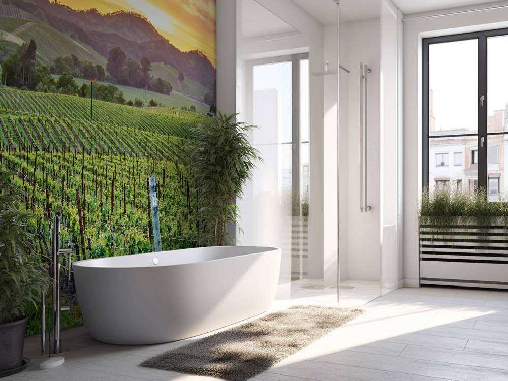 Wijngaard in Californië